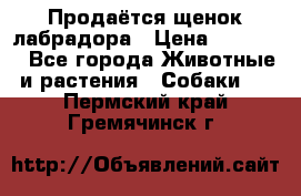 Продаётся щенок лабрадора › Цена ­ 30 000 - Все города Животные и растения » Собаки   . Пермский край,Гремячинск г.